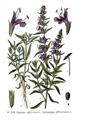 Hyssop botanical illustration
