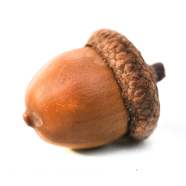 Acorn