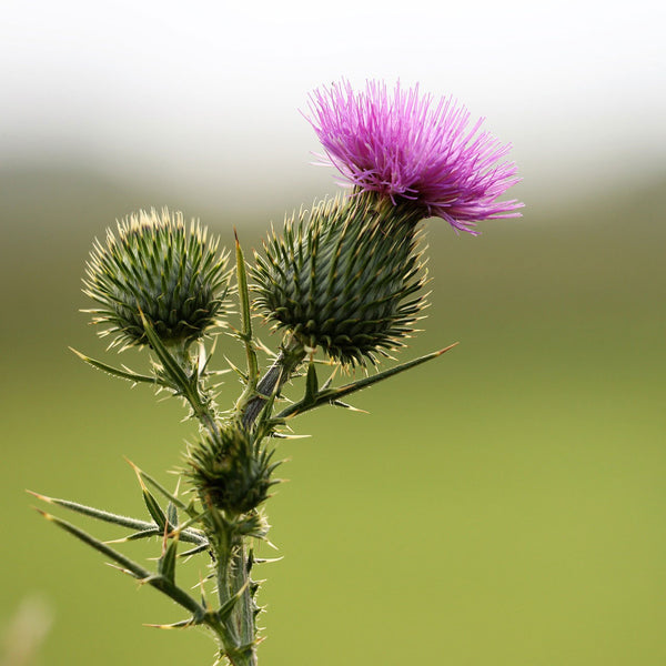 Burdock with blossom