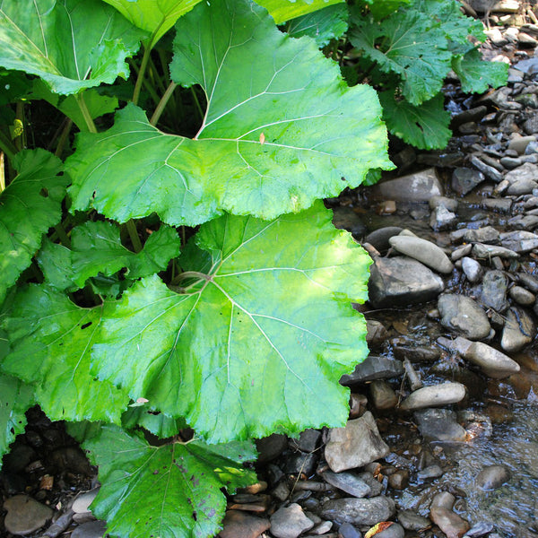 Burdock with leaves