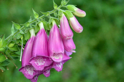 Foxglove