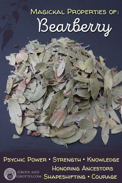 Magickal properties of Bearberry