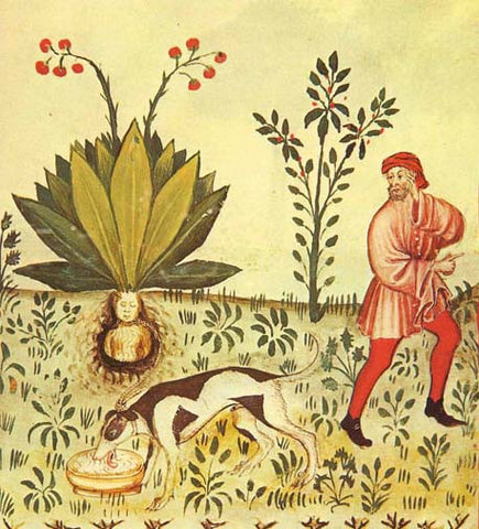 Extracting Mandrake with a dog