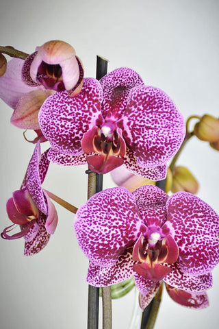 Orchid