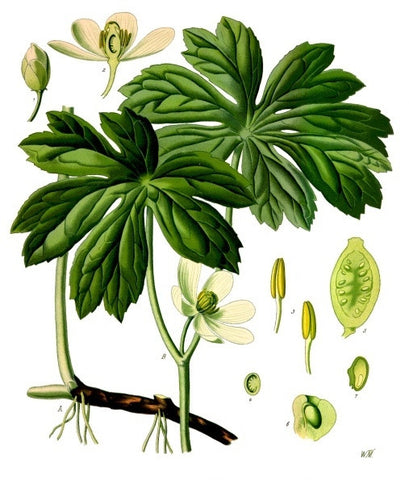 Botanical illustration of American Mandrake