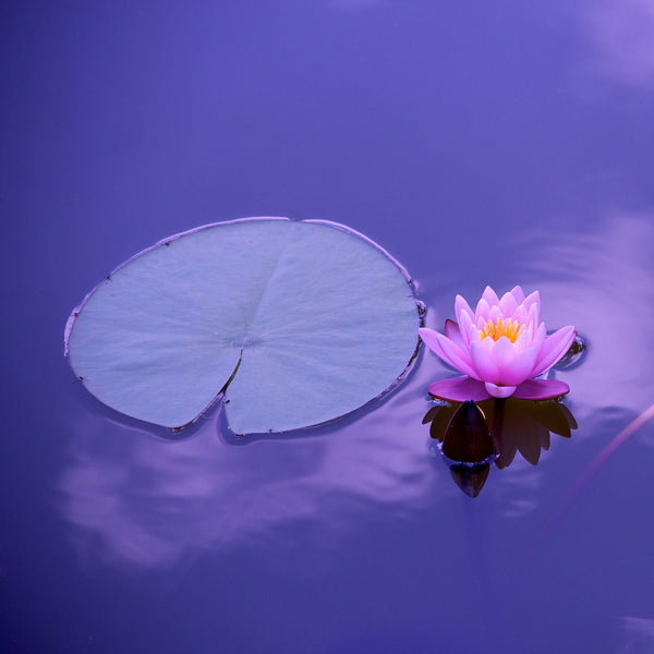 Purple lotus in water