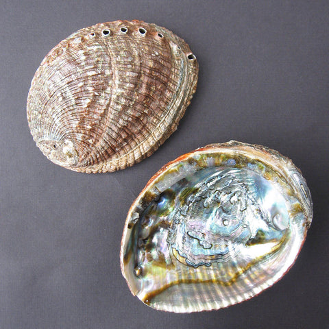 Abalone shell