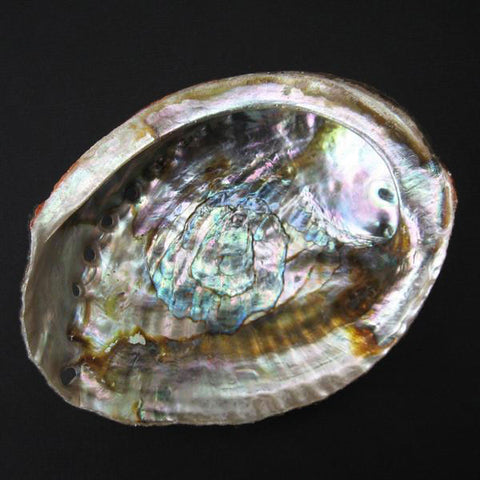 Abalone shell