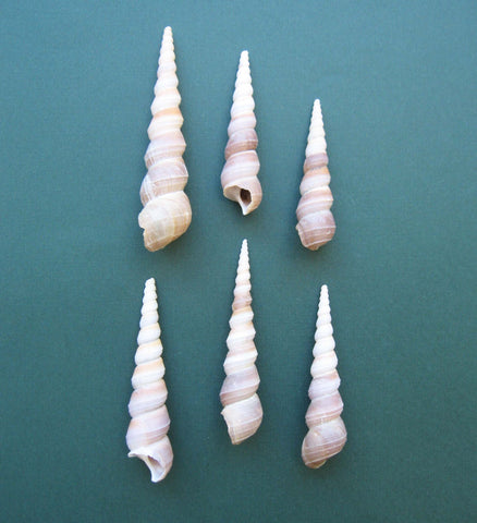 Six Auger shells