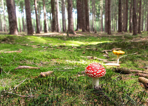 Mushroom in a forest grove