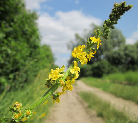 Agrimony blossoms