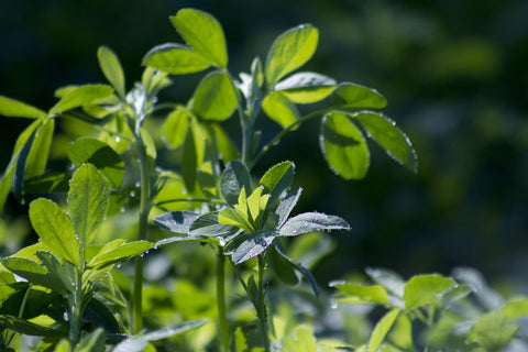 Fresh growing Alfalfa