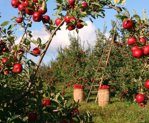 Apple orchard in bloom