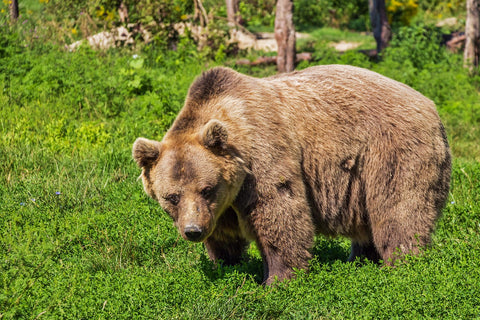 Brown bear foraging