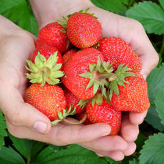 Handful of strawberries