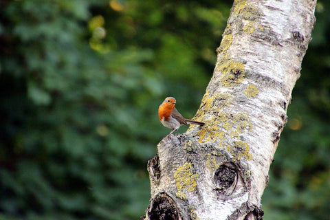 Bird in a birch forest