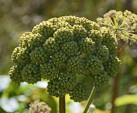 Wild Angelica