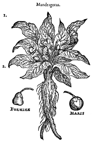 Botanical illustration of Mandragora
