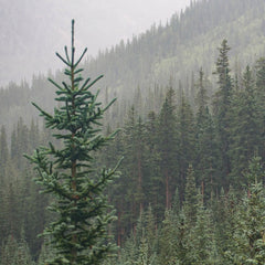 Evergreen forest