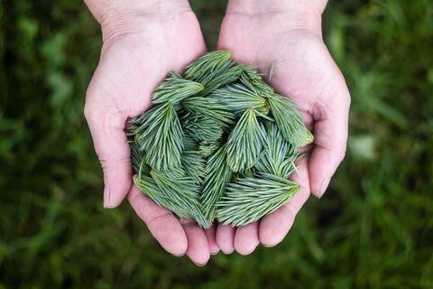 Holding fresh pine