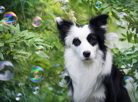 Puppy watching bubbles