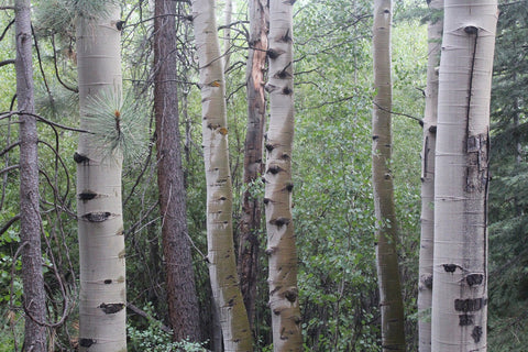 Birch grove