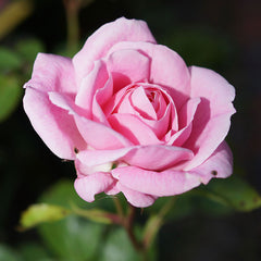 Pink rose