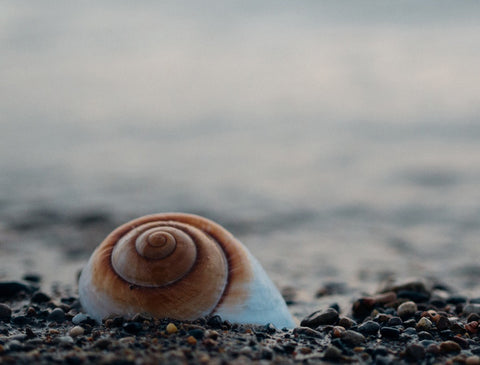 Nautilus at the beach