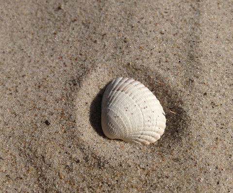 Seashell in the sand