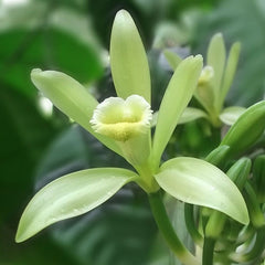 Vanilla blossom