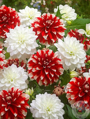red and white flowers for Canada 150