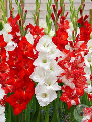 red and white flowers for Canada 150
