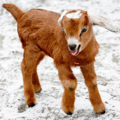 stuffed baby goat