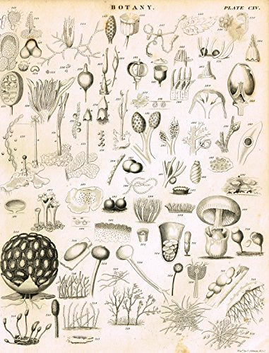 Encyclopedia Britannica (3rd Edition) - BOTANY - PLATE CXV- 1788