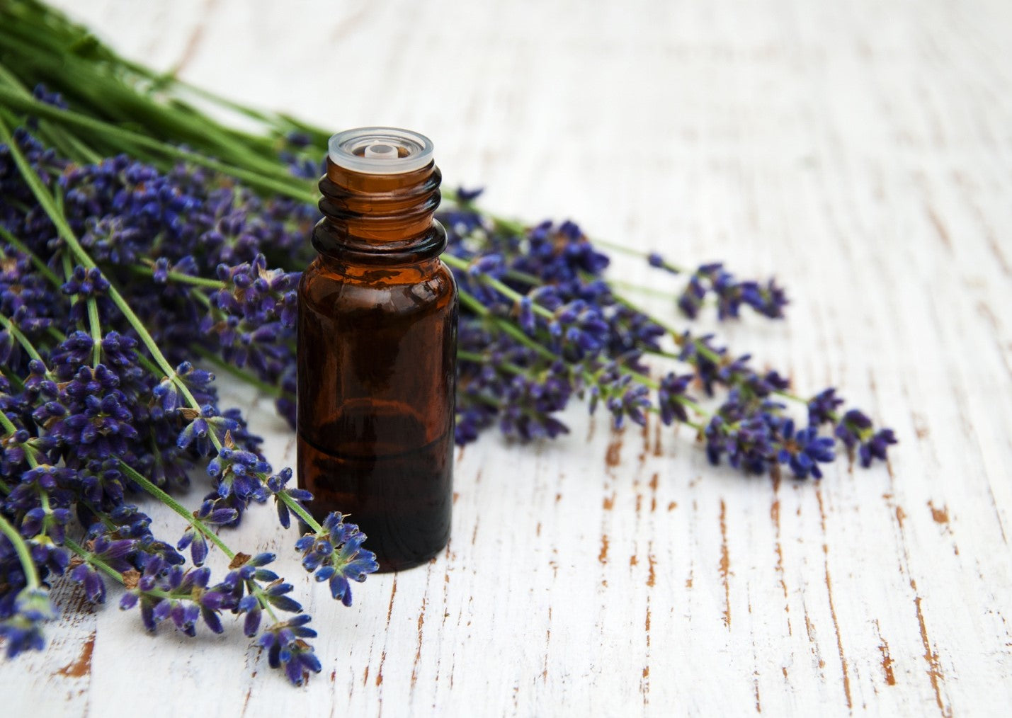 How much does lavender essential oil cost?