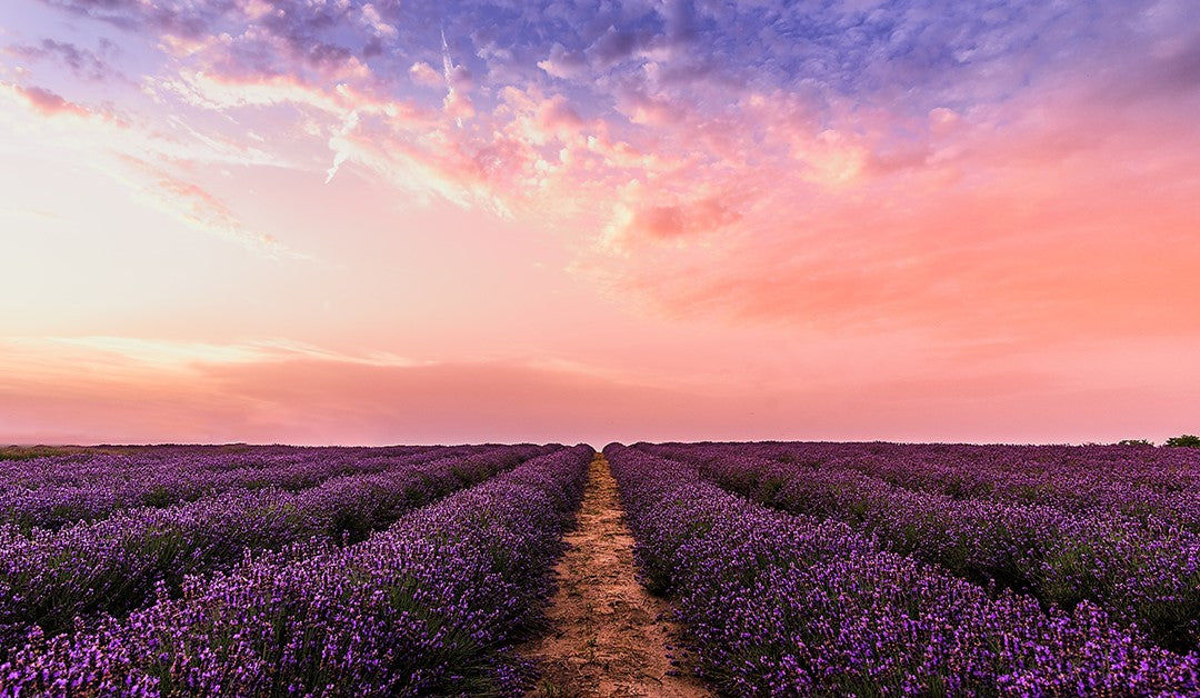 Lavender Oils Effects On Sleep