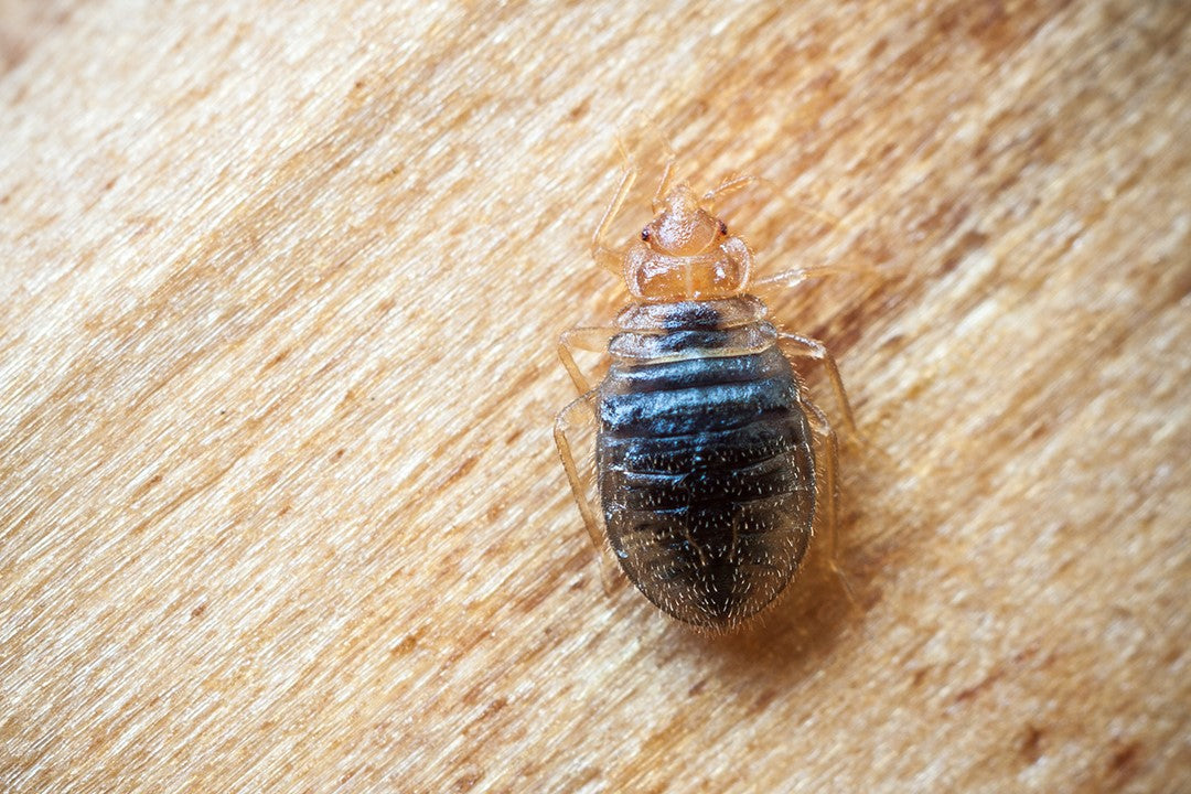 Kill or Repel Bed Bugs with Essential Oils