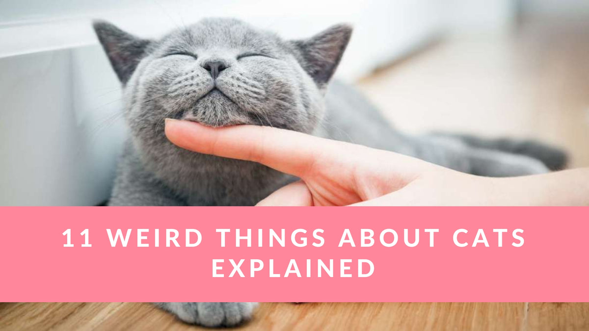 weird things about cats