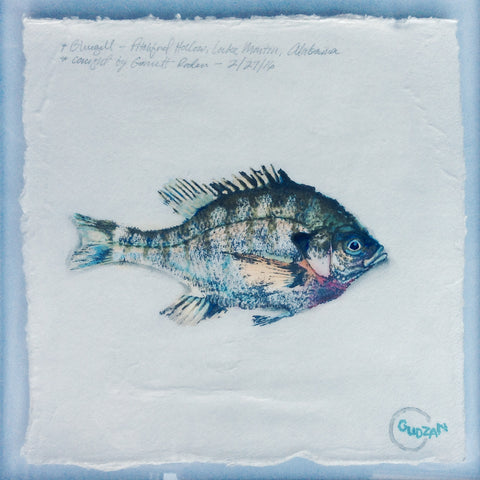 Bluegill Gyotaku - Richie Gudzan