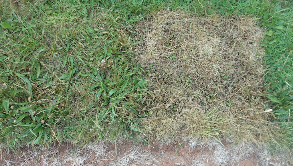 Effect-biocide-grass-water-treatment