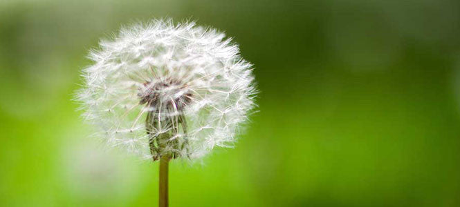 superfood white dandelion on a green grass blur background