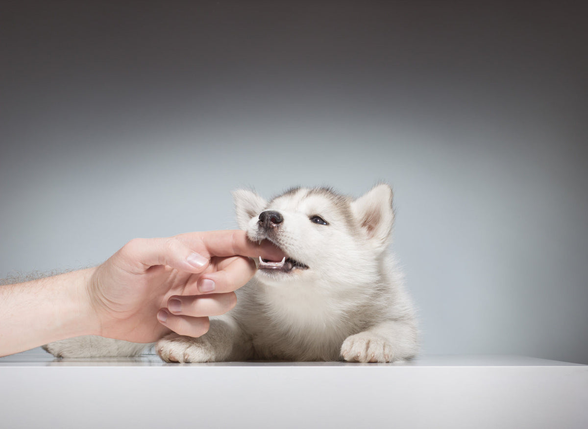 puppy biting behavior bad teach ways them bite dogs fur nipping actually dog stop train