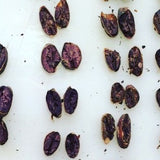 Cacao Cut Test