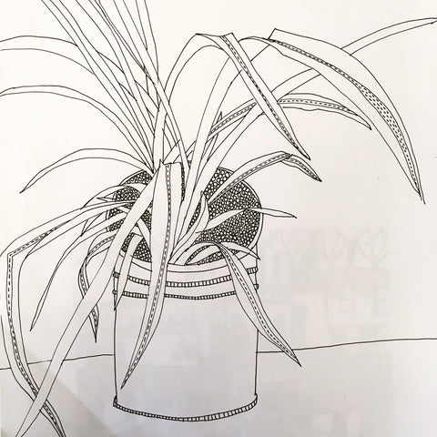 Spider Plant Drawing –