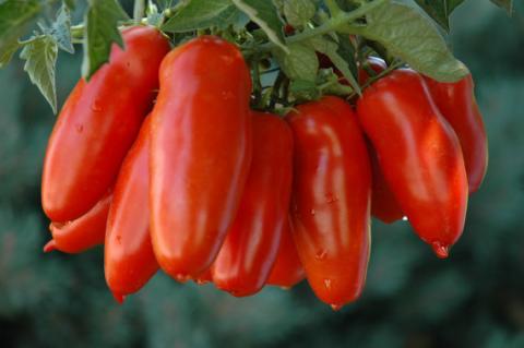 Terlato Kitchen uses only San Marzano Tomatoes