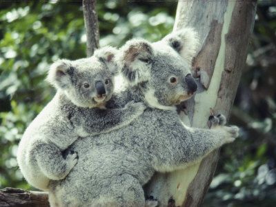 koala bears