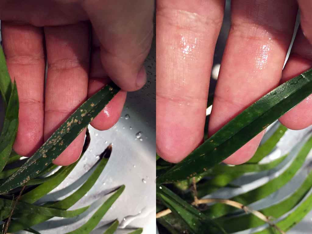 Scale insects, before and after.