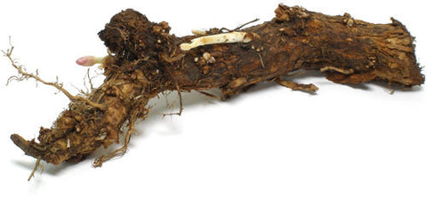 Hop Rhizomes - Chinook - Noble Grape