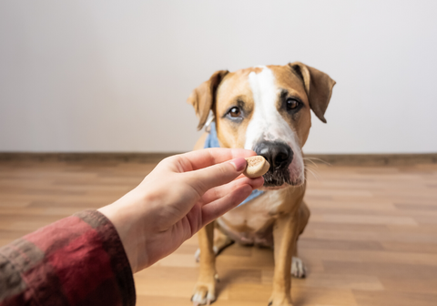 Dog Treats