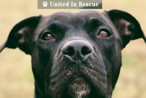 United In Rescue